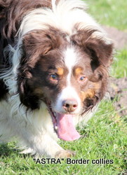 Curly ROY, Ben Wilde, Red Triolour Rough coated, Male border collie
